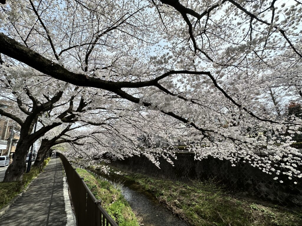 昨年の三沢川の桜